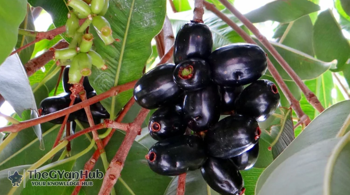 जामुन खाने के 5 जबरदस्त फायदे – स्वाद भी, सेहत भी!