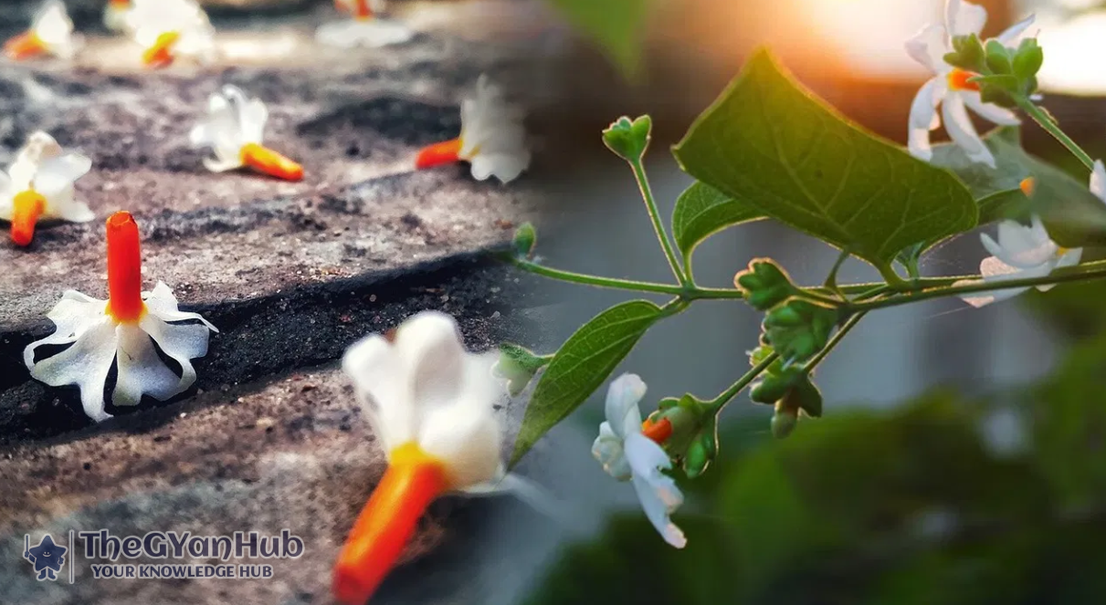 भगवान श्रीकृष्ण द्वारा लगाया गया पारिजात वृक्ष: स्वर्ग से धरती तक का चमत्कार