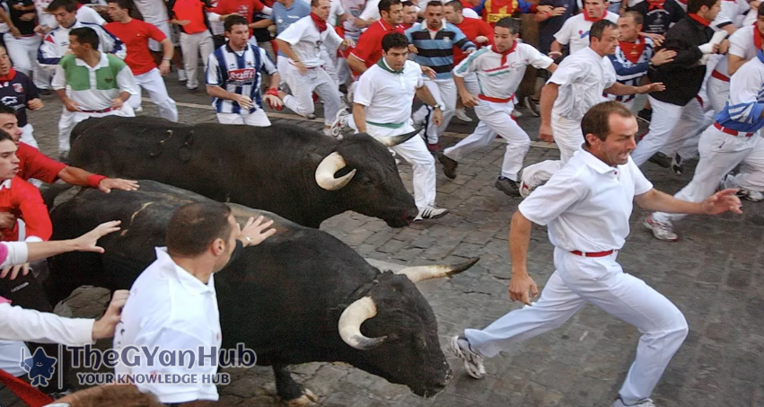 स्पेन के पम्पलोना में बुल रेस का रोमांच शुरू: सांडों के साथ दौड़ते लोग