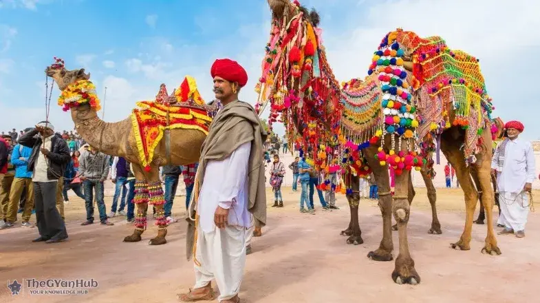 Decorated camels, vibrant tents, and tourists at the Pushkar Mela