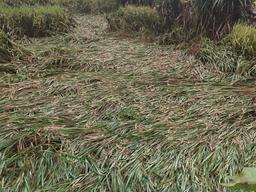 अमेठी के किसानों की चिंता बढ़ी: अधिक बारिश से धान की फसल और लागत दोनों पर संकट|