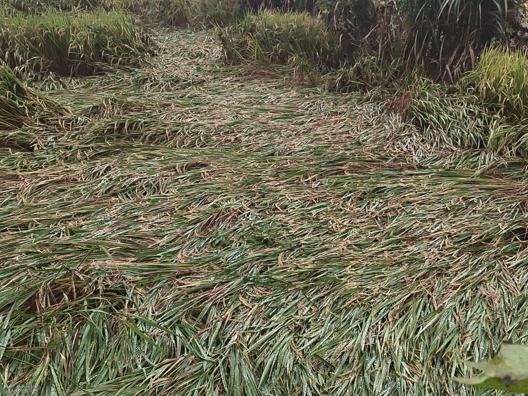 अमेठी के किसानों की चिंता बढ़ी: अधिक बारिश से धान की फसल और लागत दोनों पर संकट|